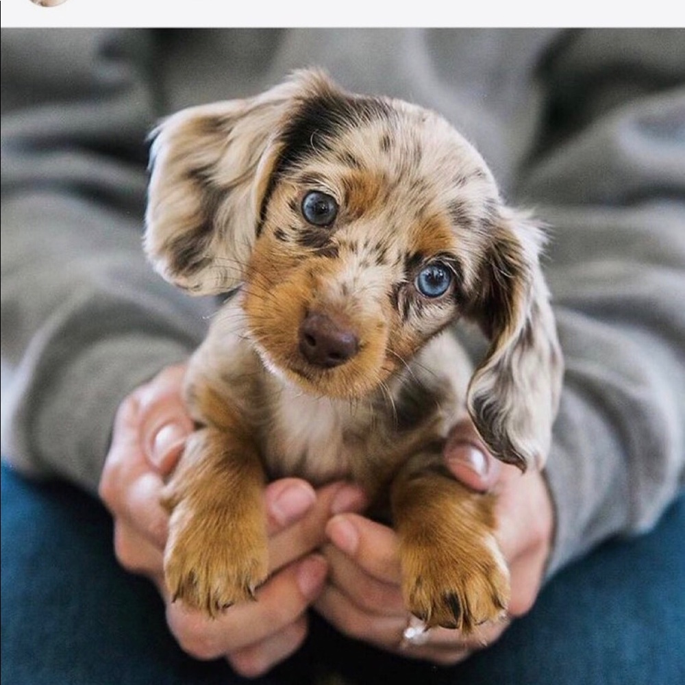 Meet your Posher, Camille